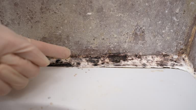 Best Mold Prevention Services  in USA